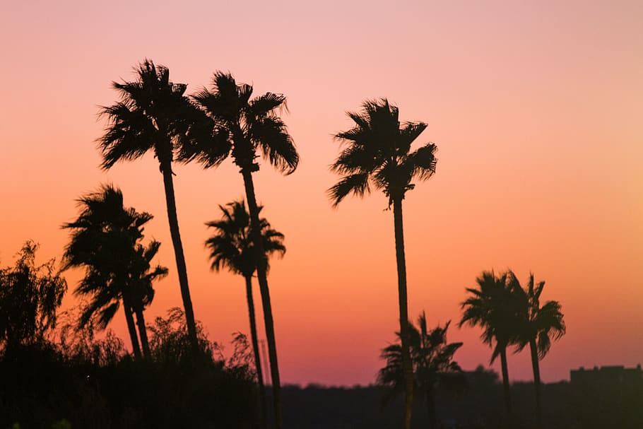 palm, palms, trees, palm trees, background, gradient, outdoor