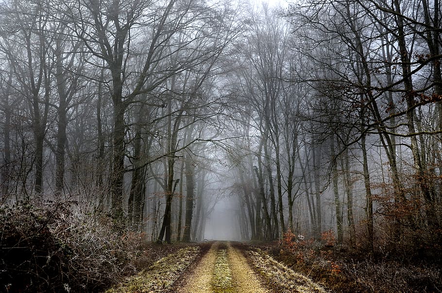 path, forest, winter, fog, trees, nature, landscape, wood, trail HD wallpaper