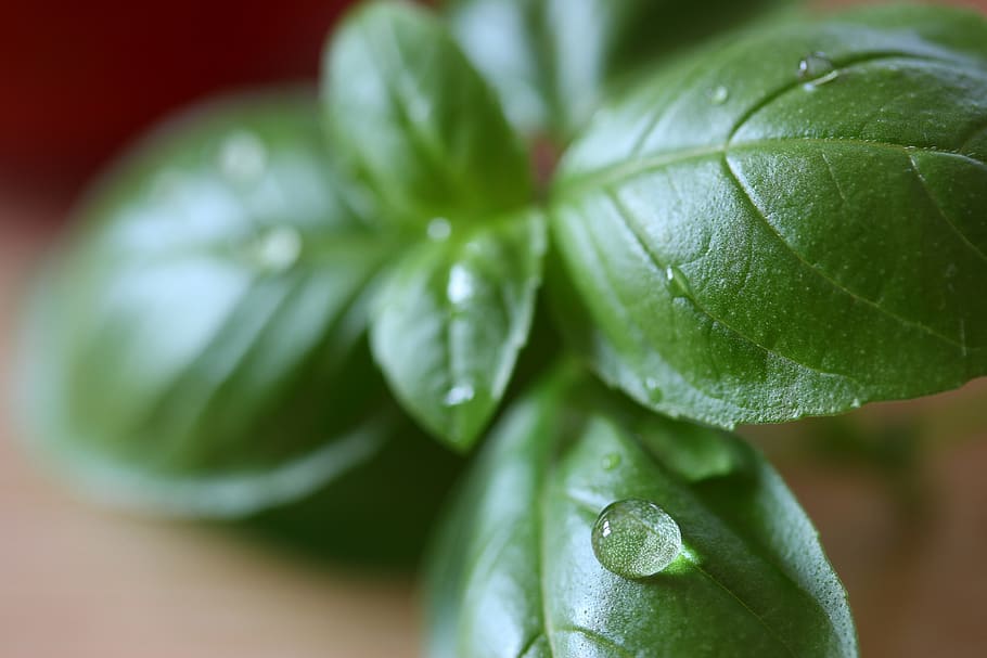basil, herbs, italian, leaf, plant, nature, fresh, pearl, tomato HD wallpaper
