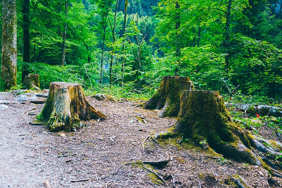 alps, trees, forest, lake, plant, land, growth, green color HD wallpaper