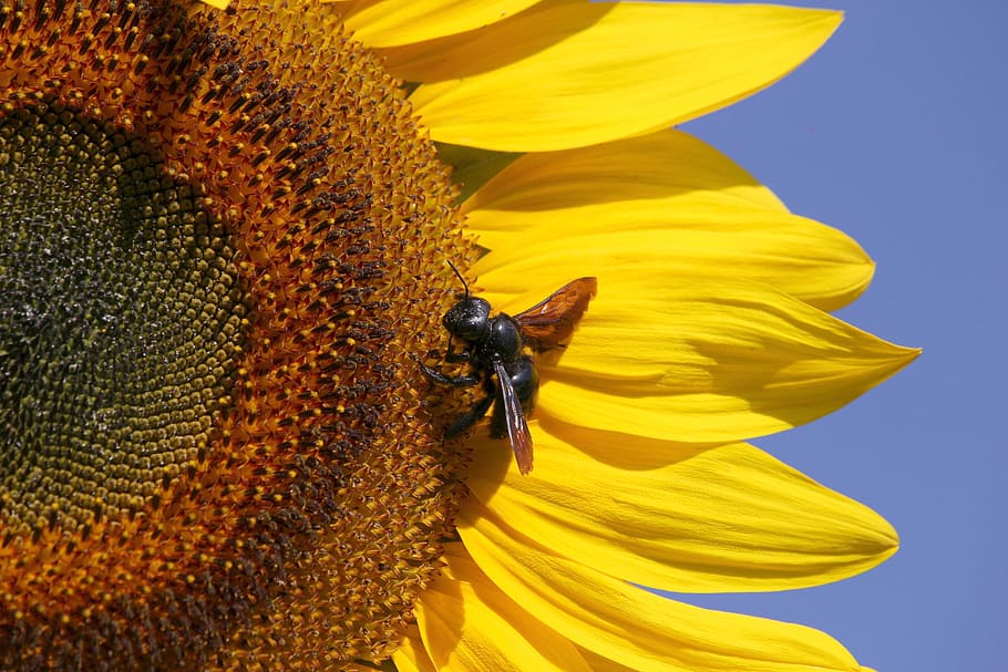 sunflower, insect, macro, close up, blossom, bloom, plant, sunny HD wallpaper
