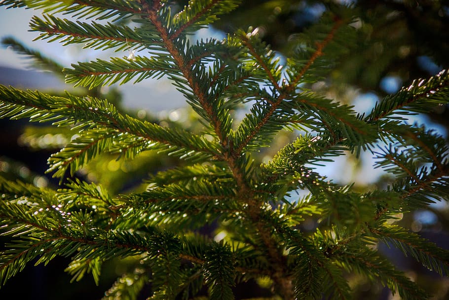 tree, pine, needles, nature, green, plant, green color, growth HD wallpaper