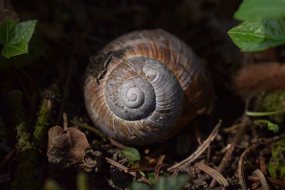 shell, nikon, nature, mikro, animal wildlife, animal themes HD wallpaper