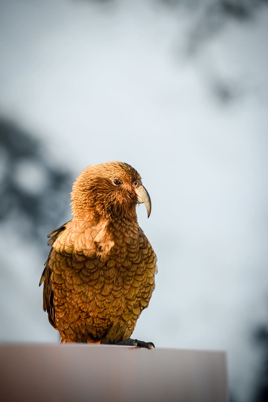 selective focus photography of brown bird, peak, sharp, curve HD wallpaper