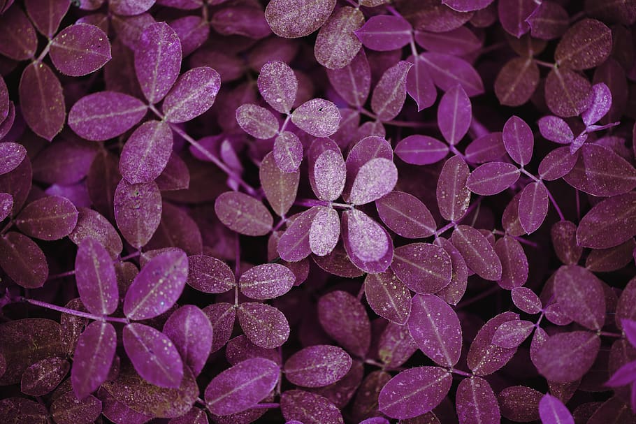 Photo of Purple Plant, delicate, ecology, environment, flora HD wallpaper