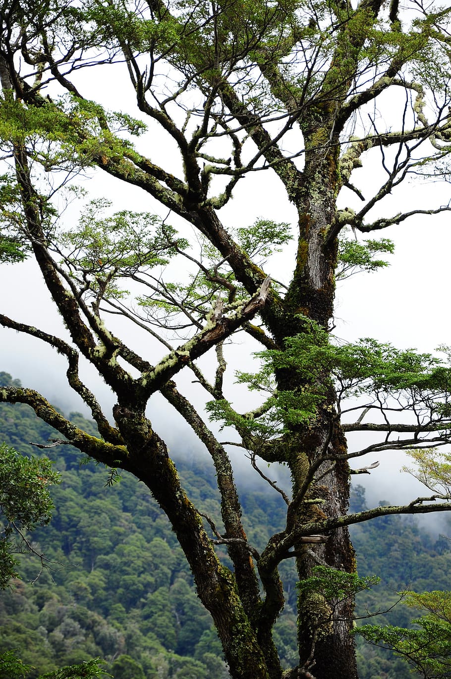chile, road, austral, tree, plant, growth, day, branch, nature HD wallpaper
