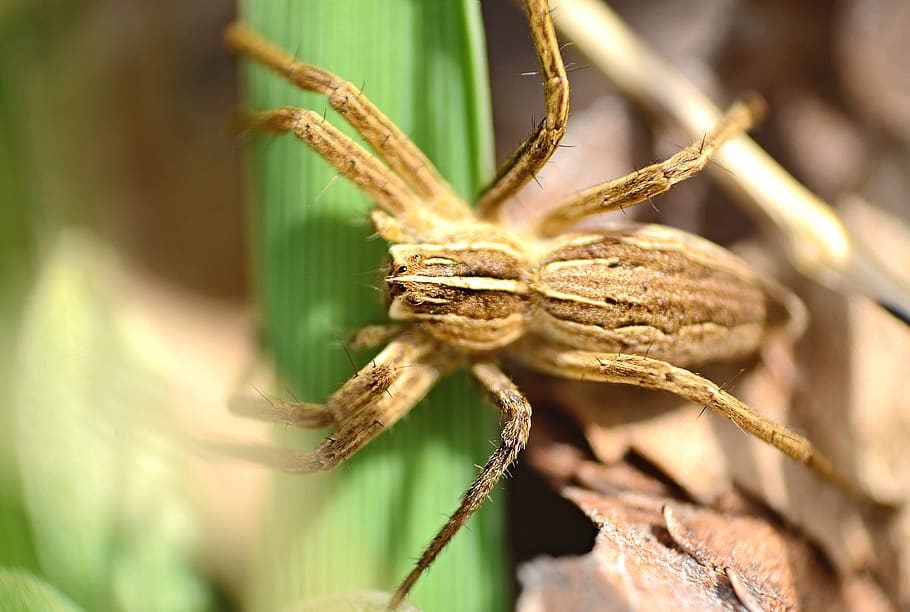 spider, brown, animal, macro, micro, insect, nature, feet, green HD wallpaper