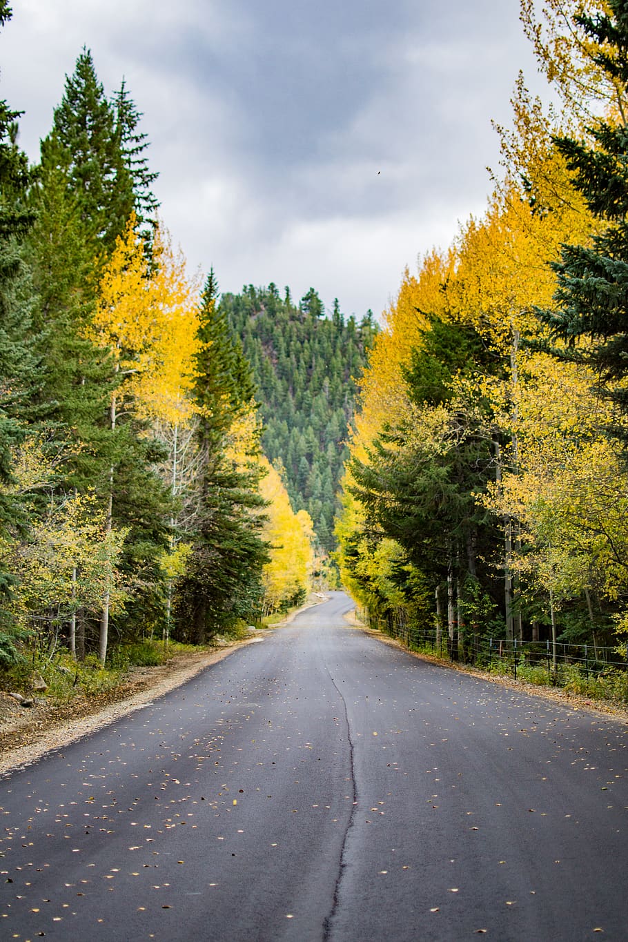 trees, forest, road, aspens, winding, street, pavement, cloudy HD wallpaper