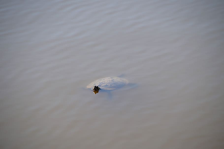 turtle, gorgeous, wild, pond, watching, domesticated, launched HD wallpaper