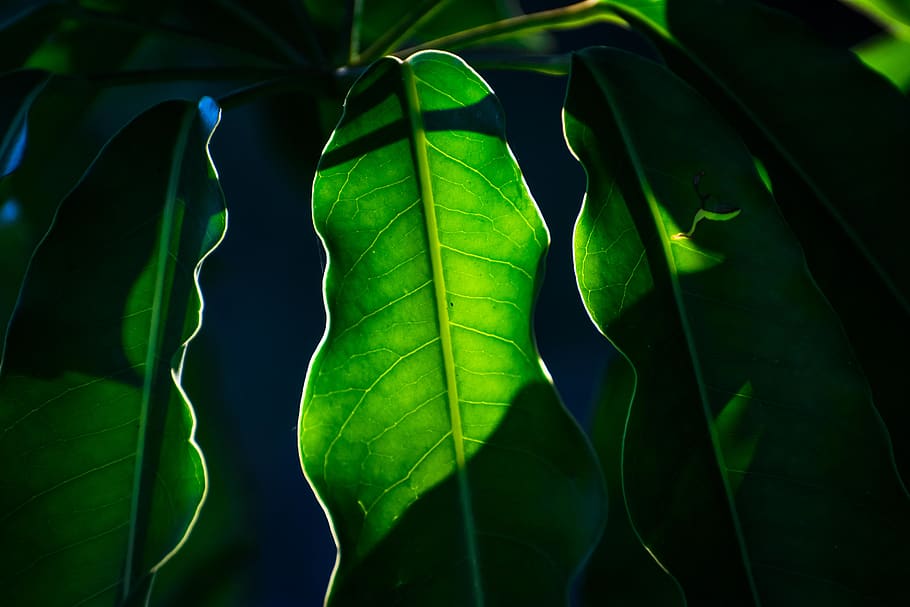 greece, chrani, flower, leaf, leaves, plant, light, sunlight HD wallpaper