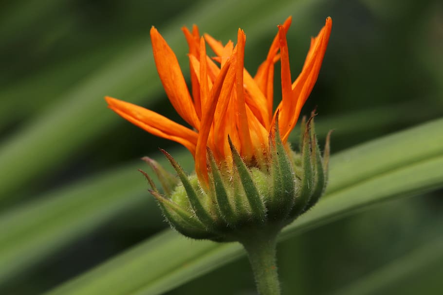 blossom, bloom, bud, flower, nature, flora, garden plant, close up HD wallpaper