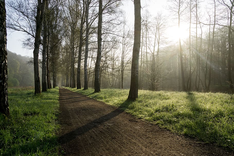 forest trees, nature, path, outdoors, weather, ground, road, sunlight HD wallpaper