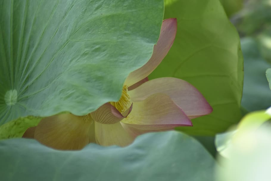 lotus, flower, plant, flowering plant, beauty in nature, vulnerability HD wallpaper