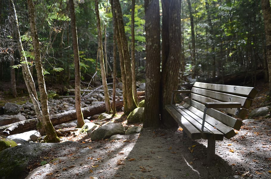 trees, forest, bench, plant, trunk, tree trunk, land, seat HD wallpaper
