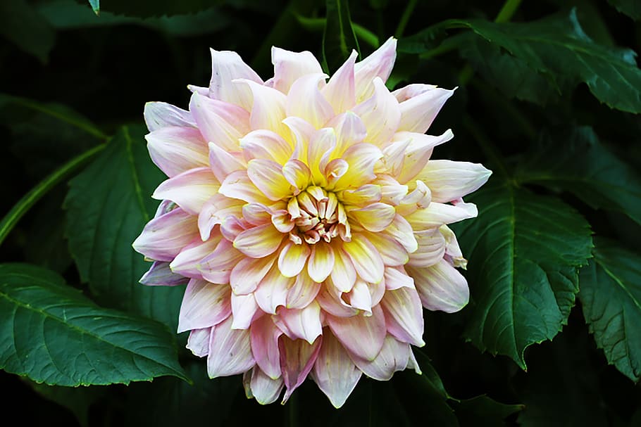bloom, flora, botany, flower, flowering plant, petal, vulnerability HD wallpaper