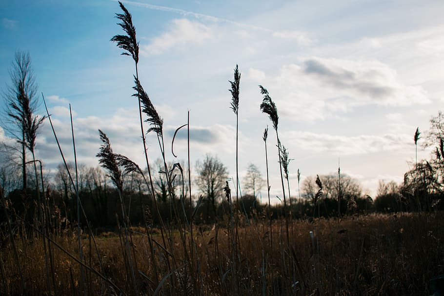 sky, plant, tranquility, growth, cloud - sky, land, field, beauty in nature HD wallpaper