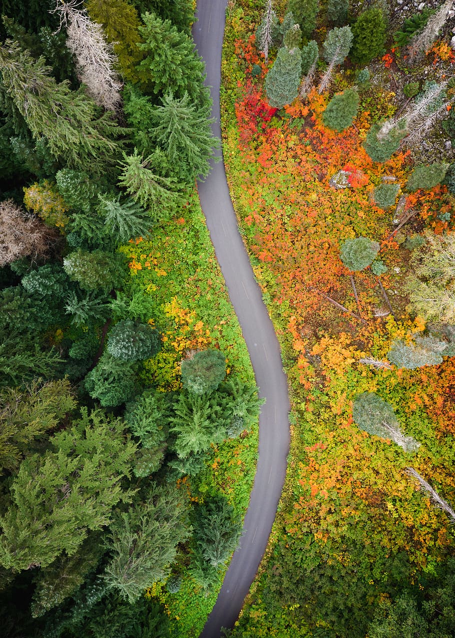 aerial shot of landscape, road, path, track, forest, tree, green
