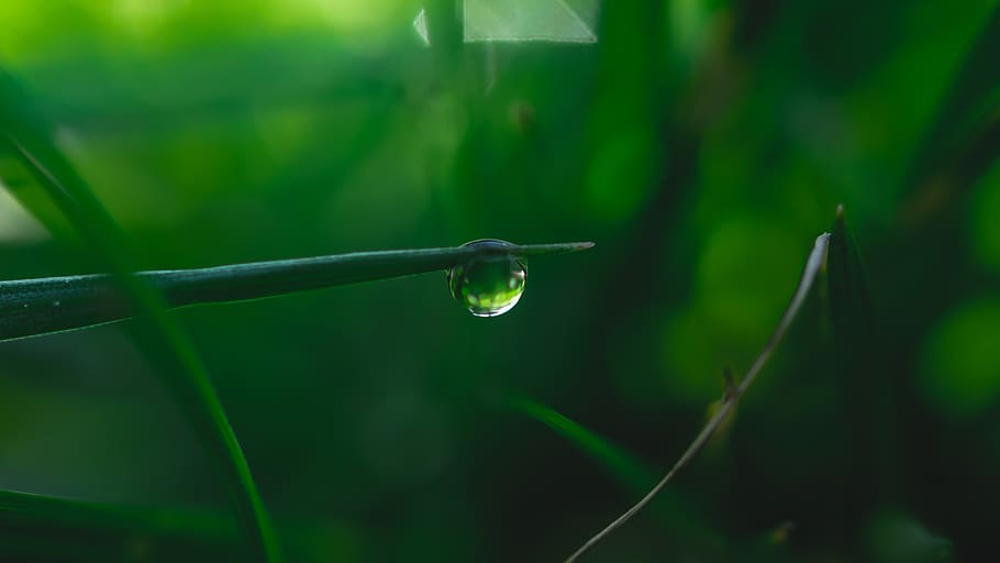 leaf, green, dew, dew drop, grass, plant, beauty in nature HD wallpaper