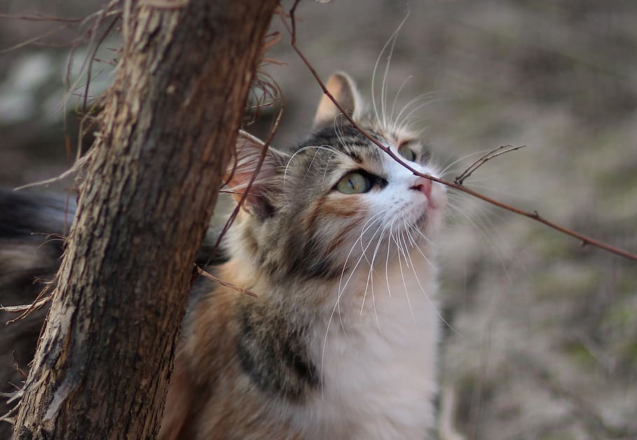 cat, coloring, pet, about, animal themes, feline, domestic cat HD wallpaper
