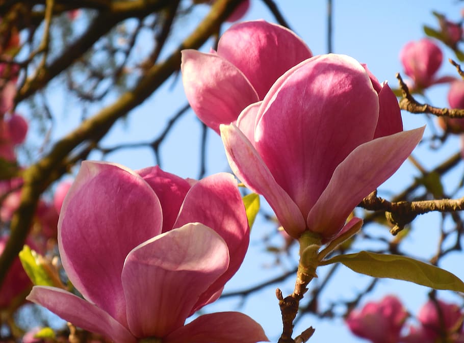 HD wallpaper: magnolia, spring, flower, pink, flowering plant, pink color |  Wallpaper Flare