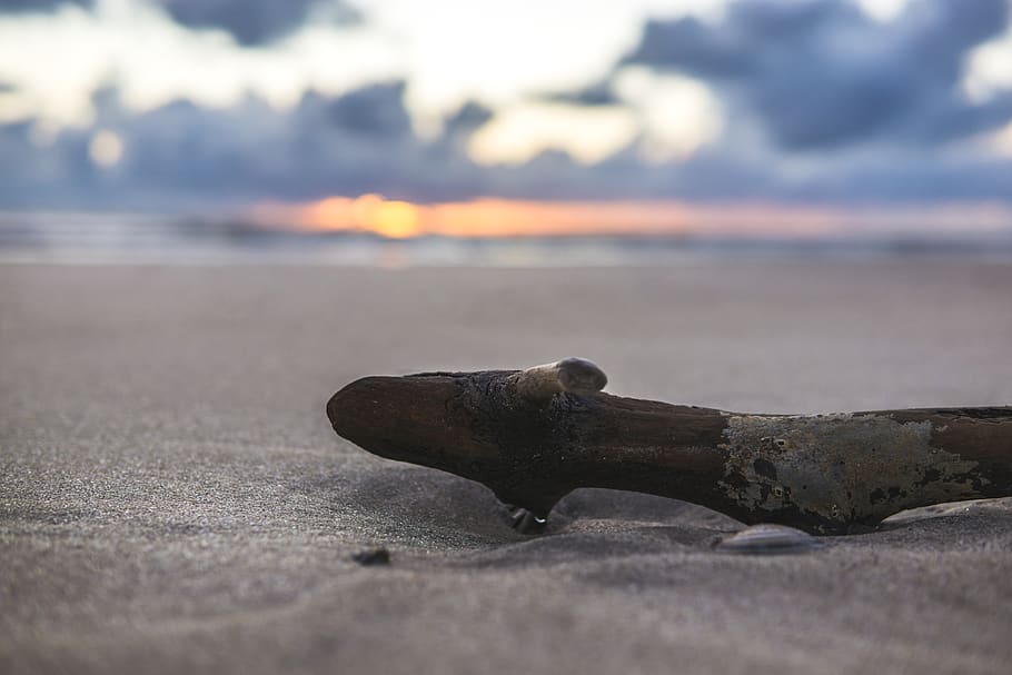 driftwood and sand, nature, outdoors, ocean, water, sea, beach HD wallpaper