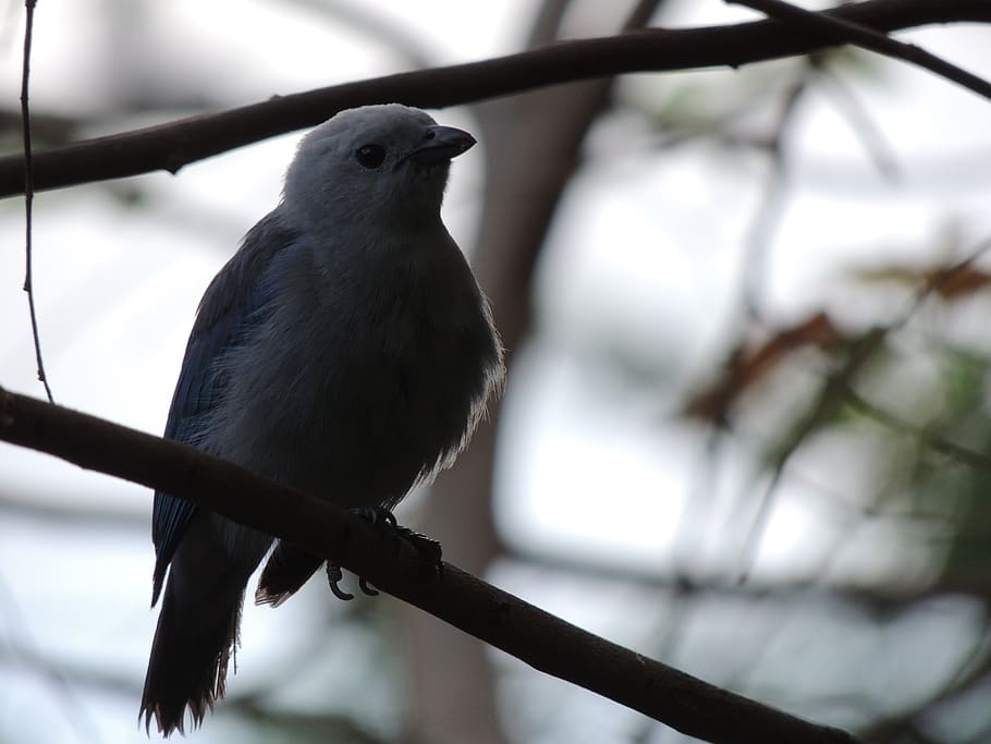 bird, blue, ave, plumage, birds, fauna, wings, nature, animals HD wallpaper
