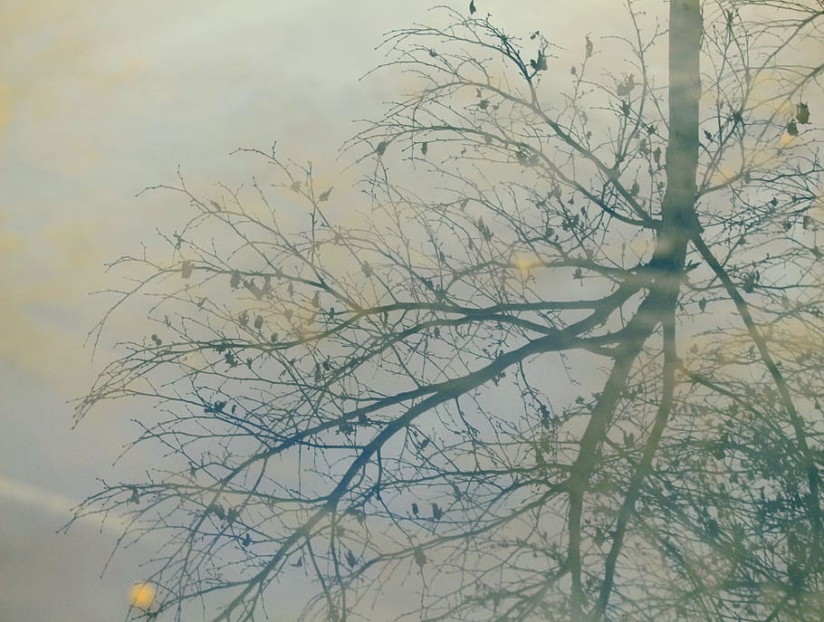 fall, autumn, tree, reflection, plant, bare tree, sky, branch HD wallpaper