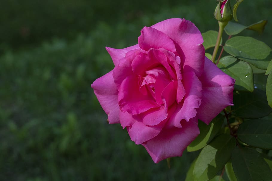 rose, pink roses, flowers, beautiful, nature, cluster, tabitha, HD wallpaper