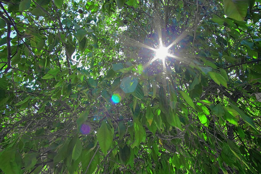 tree, trees, sun, sunlight, growth, green color, plant, low angle view HD wallpaper
