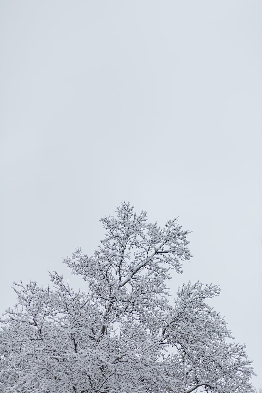 snow, ice, winter, storm, weather, tree, plant, sky, low angle view HD wallpaper
