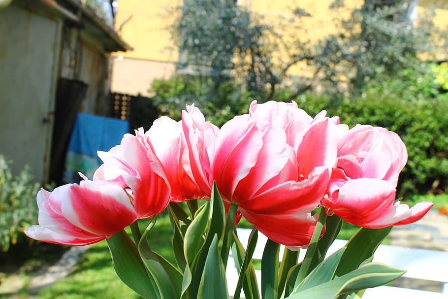 italy, cesena, pink, snap, vsco, spring, power, flower, nature HD wallpaper