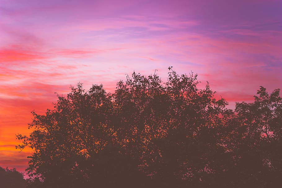 tree, sky, plant, sunset, beauty in nature, growth, silhouette HD wallpaper
