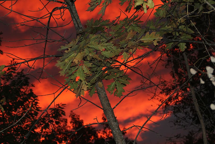 united states, duluth, camping, tree, minnesota, sunsets, plant HD wallpaper