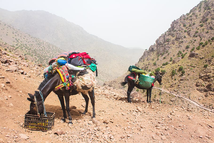 morocco, imlil, mammal, mountain, working animal, domestic animals HD wallpaper