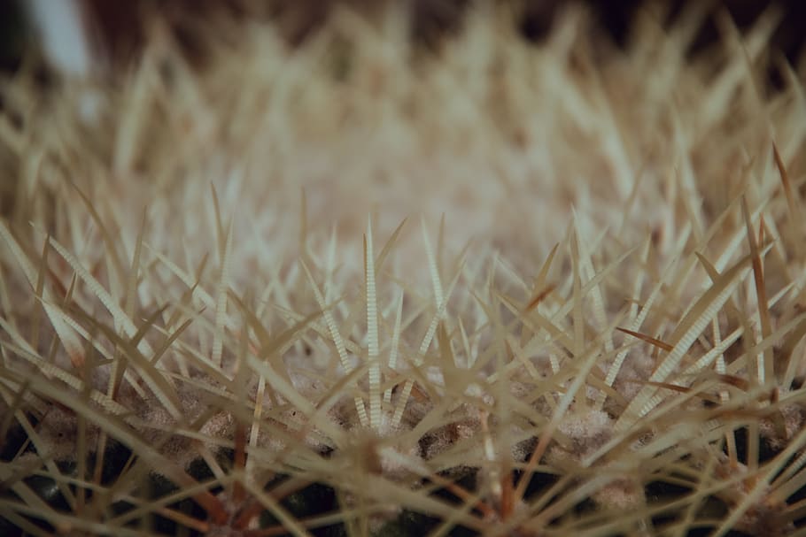 brown grass photography, plant, cactus, animal, mammal, invertebrate HD wallpaper