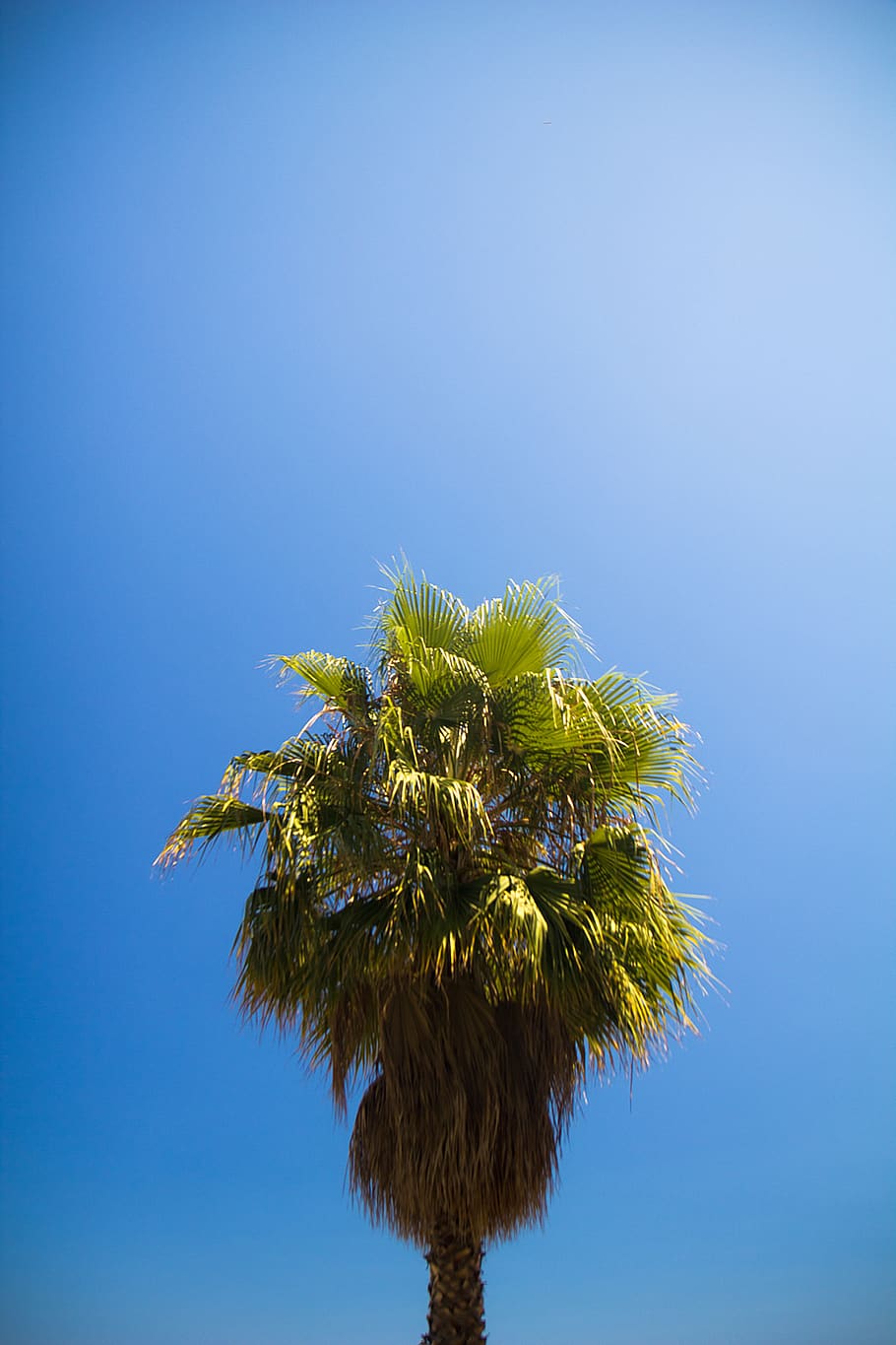 palm tree, simple, minimal, plant, sky, blue, nature, low angle view HD wallpaper