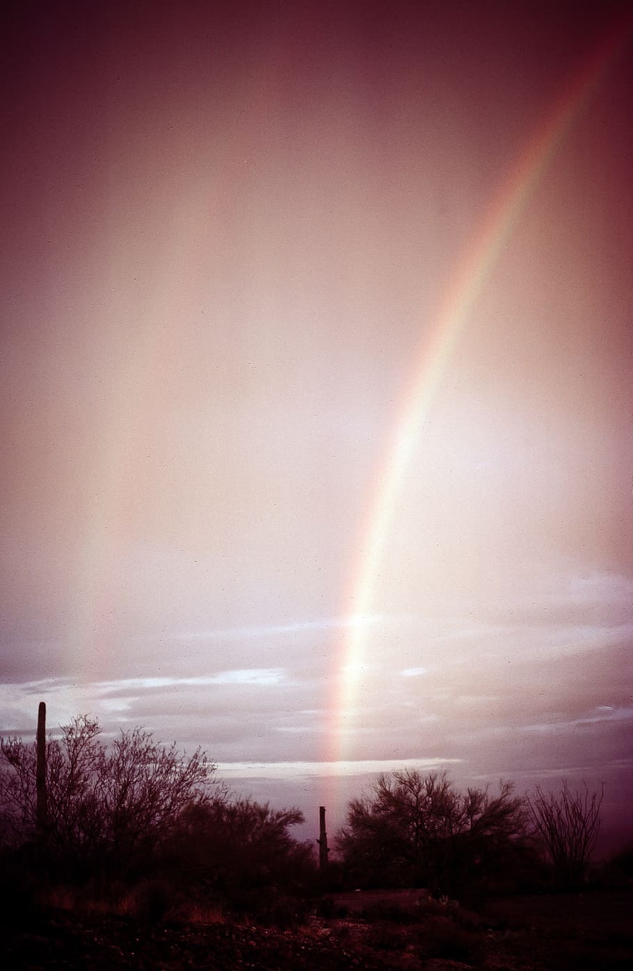 Rainbow over Saguaro Cactuses during sunset in Arizona, beautiful, HD wallpaper