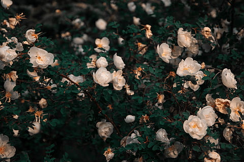 white roses, garden, white flowers, evening, atmospheric, plants HD wallpaper