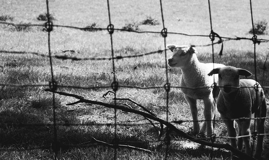two white animals inside wire fence, cattle, mammal, cow, sheep HD wallpaper