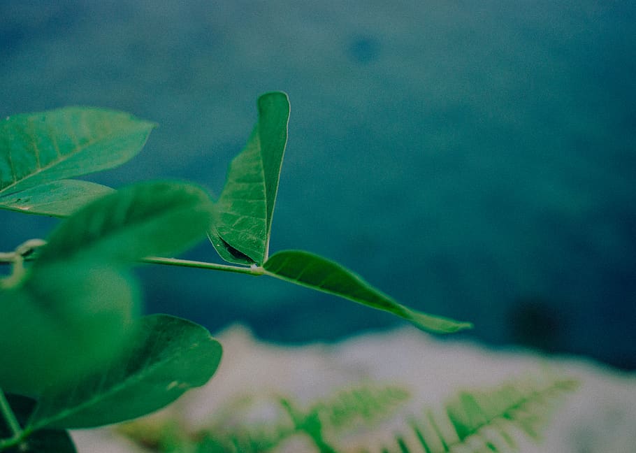 green leaves, leaf, plant part, green color, nature, growth, day HD wallpaper