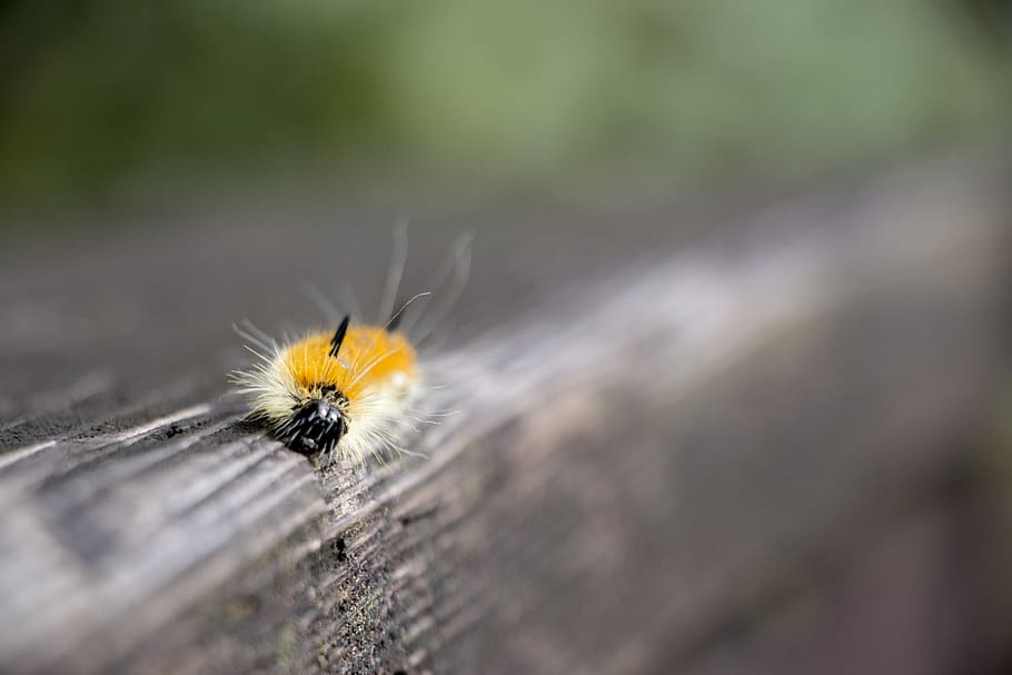 bug, caterpillar, dof, macro, selective focus, close-up, animal HD wallpaper