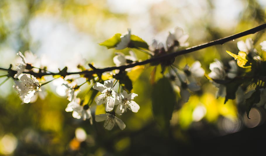 white petaled flowers, plant, leaf, blossom, spring, tree, outdoors HD wallpaper