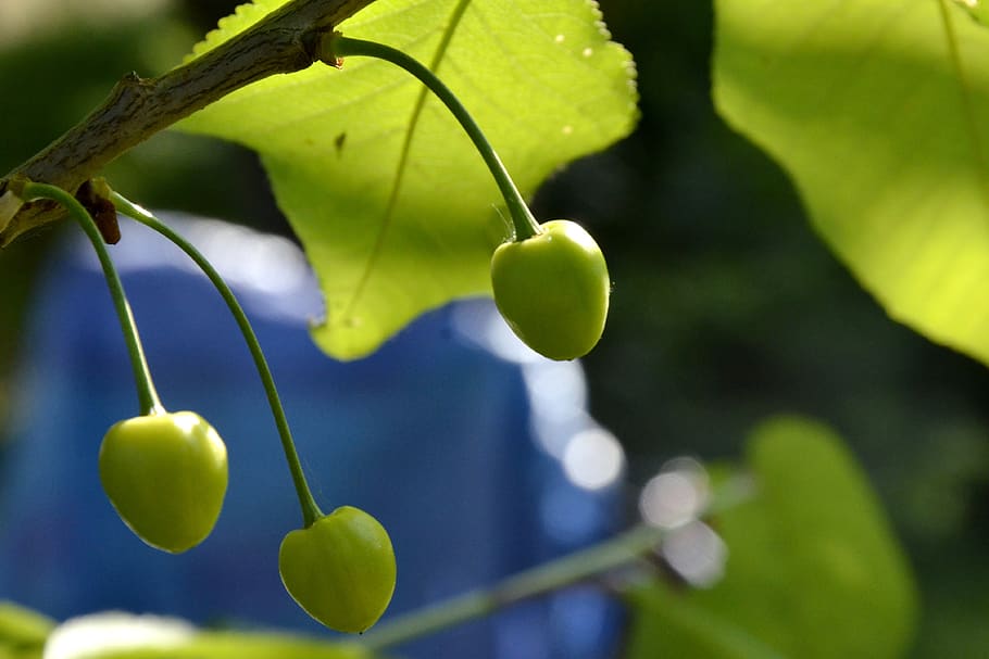 cherries, spring, summer, fruit trees, green, blue, plant, food HD wallpaper