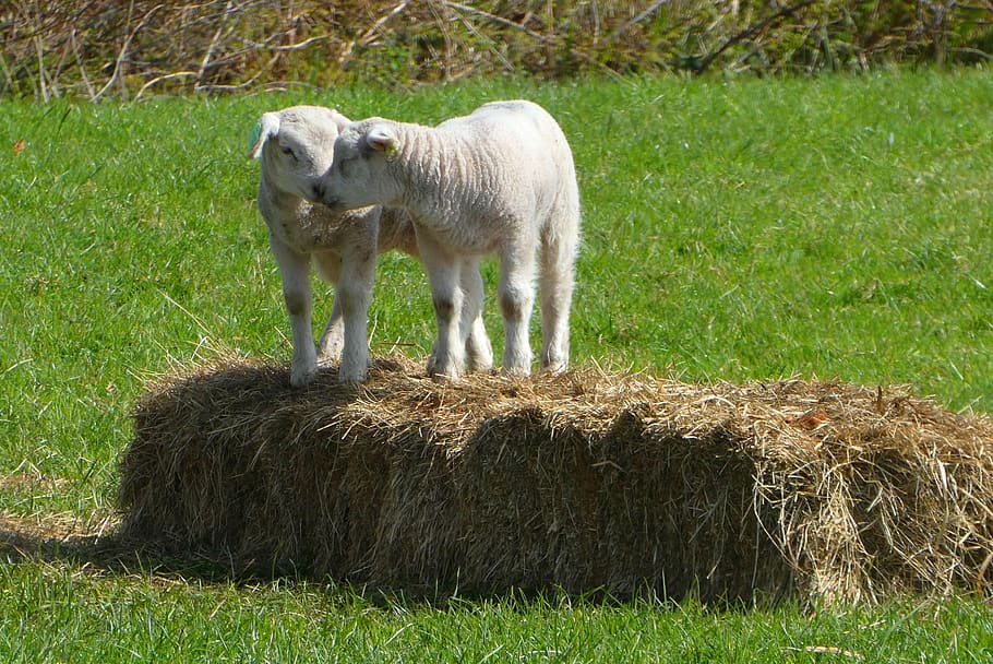 lambs, spring, pasture, nature, outdoor life, animals, jump HD wallpaper