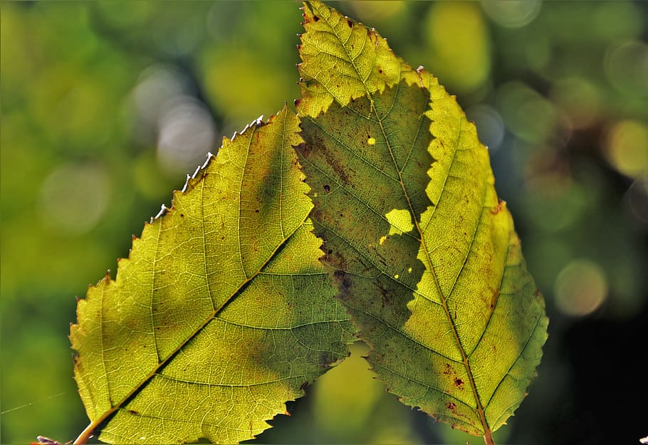 para, foliage, autumn, collapse, color, yellow, feeling, two HD wallpaper