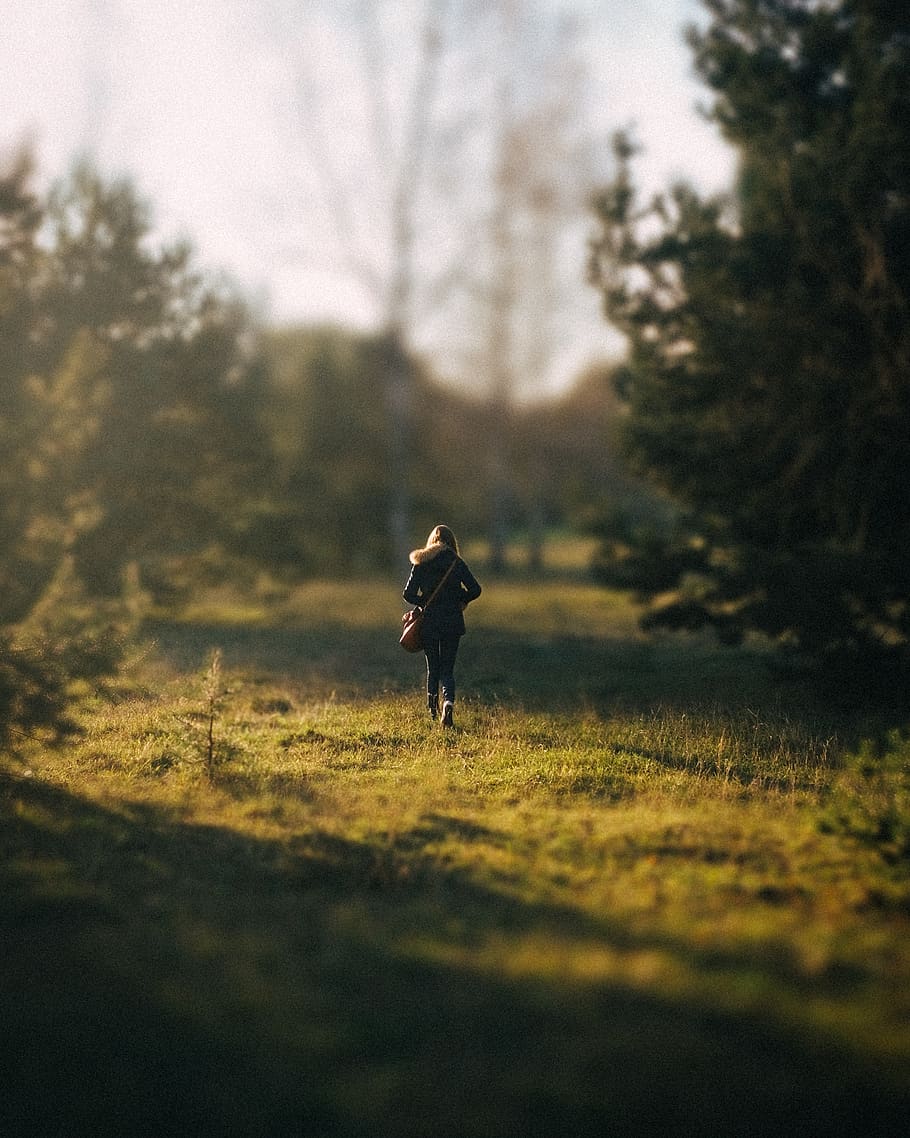 bokeh, outdoor, spring, tree, grass, exploring, sunny, nature HD wallpaper