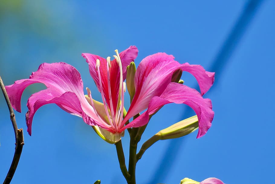 nature, flower, leaf, plant, outdoor, petal, close-up, bloom HD wallpaper
