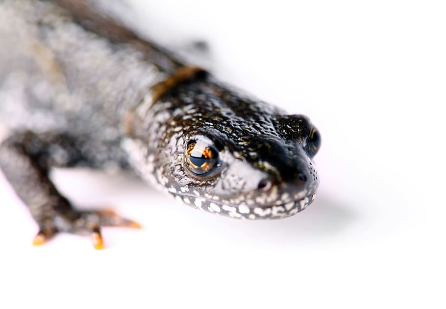 lizard, animal, brown, climbing, close-up, cold, crawl, cute HD wallpaper