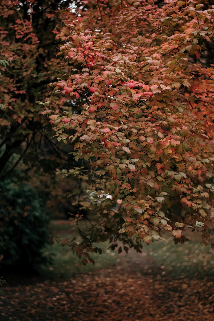 brown leaf tree, plant, maple, autumn, orange, red, bokeh, fall HD wallpaper