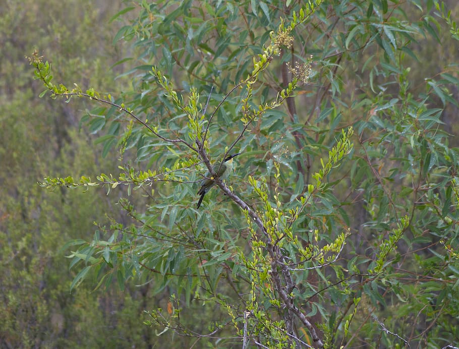 australia, australian bird, rainbow bee eater, plant, growth HD wallpaper